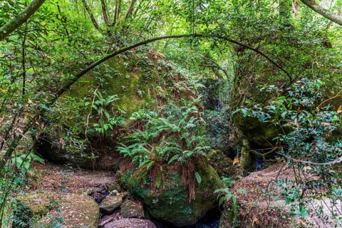 Forest with ferns by river