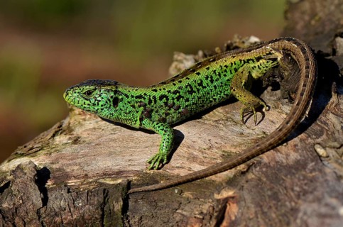 Male sand lizard