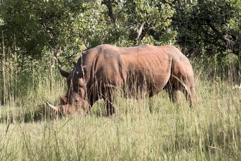 White rhinoceros