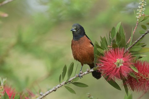 Orchard Oriole