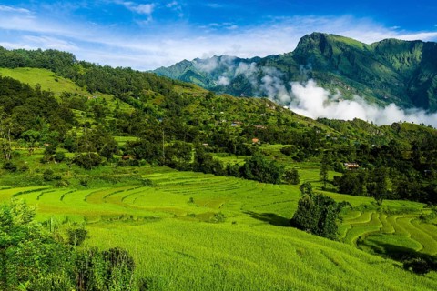 Agricultural landscape with green terrace rice fields