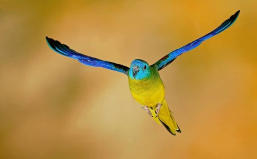 Turquoise parrot