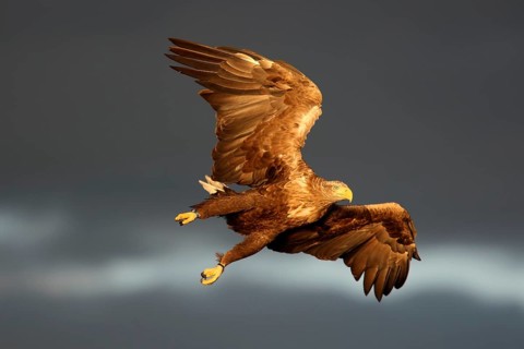 White-tailed eagle