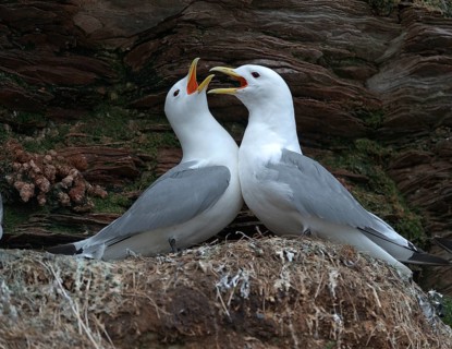 Kittiwakes