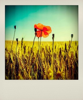 Polaroid effect of poppy in a wheat field