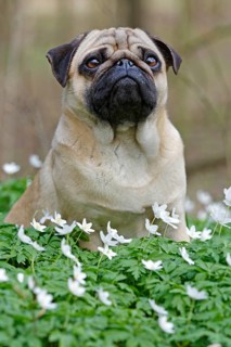 Pug sitting in meadow with wood anemones