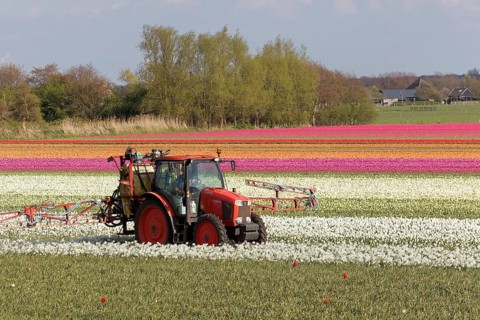 Tractor fertilizing blooming tulip fields near Alkmaar