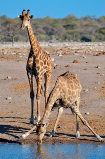Angolan giraffes