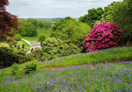 Flowering Rhododendron