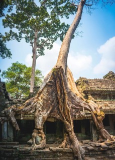 Roots of a Silk-cotton tree