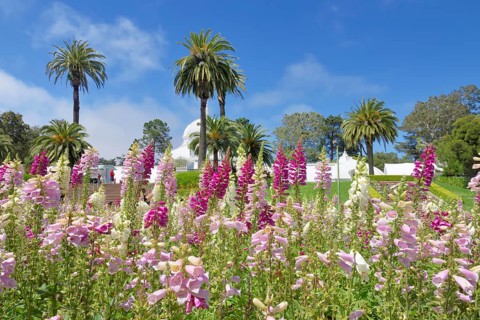 Flowerbed