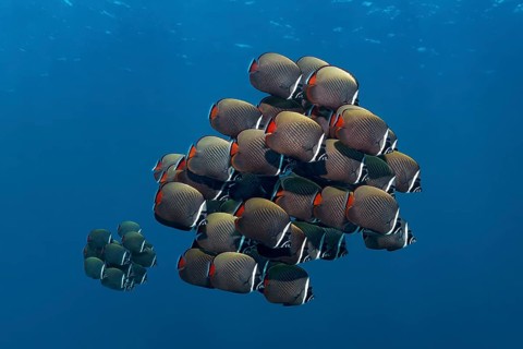 School of red-tailed butterfly fish