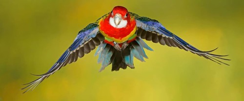 Eastern rosella
