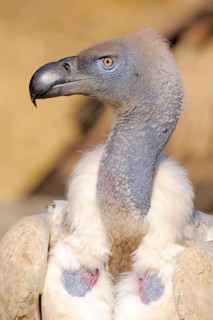 Cape vulture