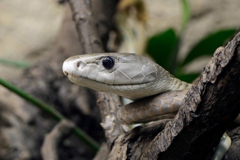 Black Mamba
