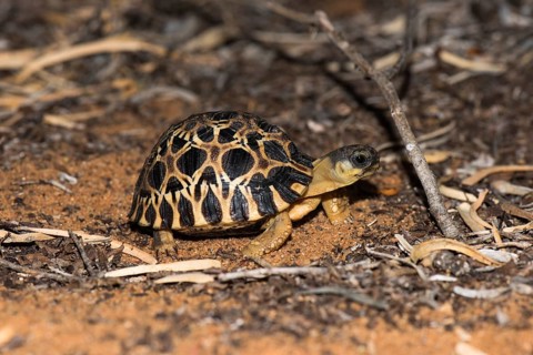 Madagascar Radiated tortoise