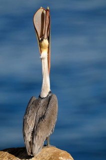 Brown Pelican