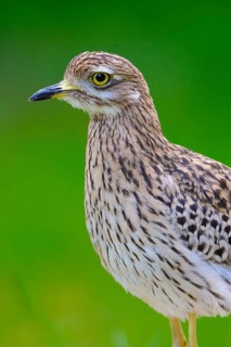 Spotted Thick-knee