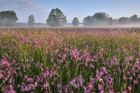 Meadow with Ragged Robins