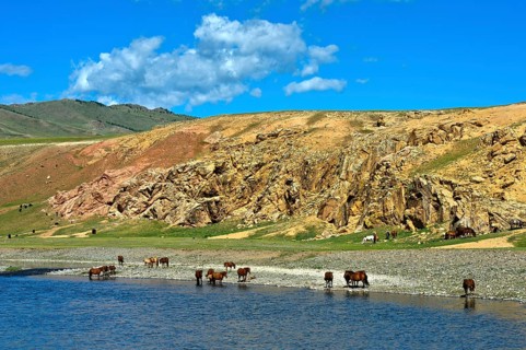 Herd of horses on the Orchon River