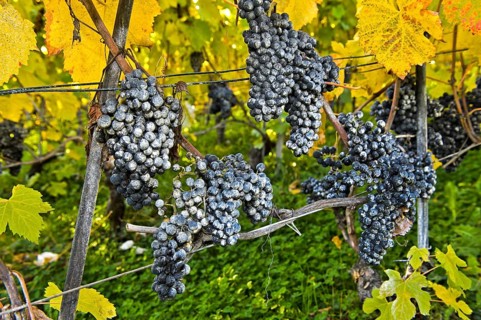 Kaolin coating on grapes as a natural pesticide in organic cultivation against spotted wing drosophila