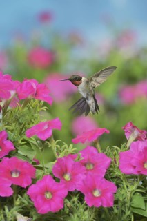 Ruby-throated Hummingbird