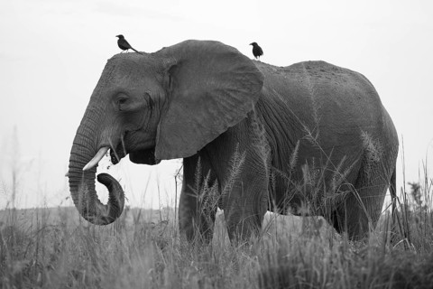 African Elephant