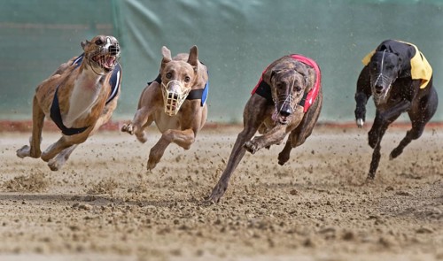 Greyhound race