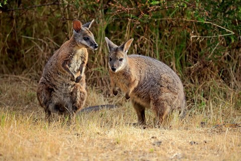 Two Tammar wallabies