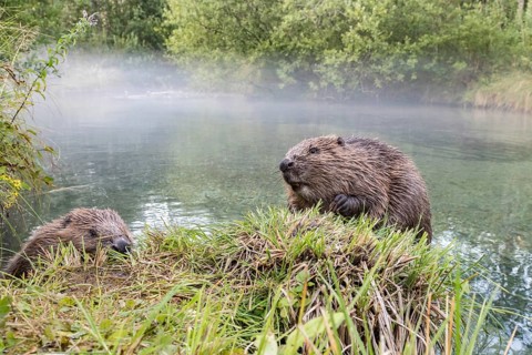 2 European beavers