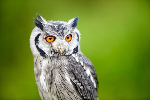 Southern white-faced owl