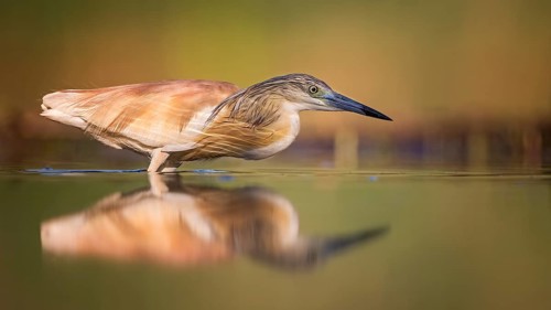 Squacco heron