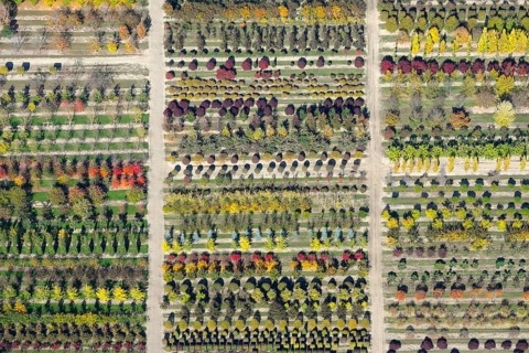 Colourful rows of autumnally coloured trees in a tree nursery