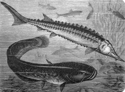 European sea sturgeon and Wels catfish