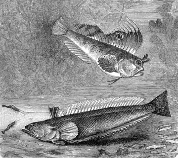 Butterfly blenny and Greater weever