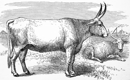 Cattle breed