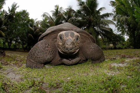 Galapagos tortoise or Galapagos giant tortoise (Chelonoidis nigra)
