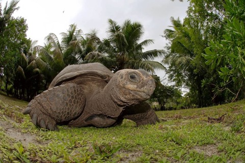 Galapagos tortoise or Galapagos giant tortoise (Chelonoidis nigra)