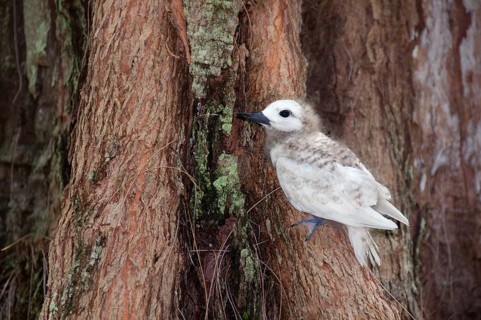 Fairy tern