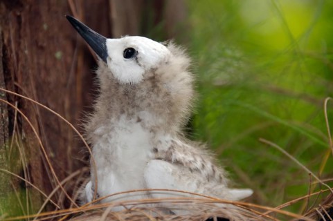 Fairy tern