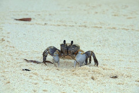 Pink Ghost crab (Ocypode ryderi)