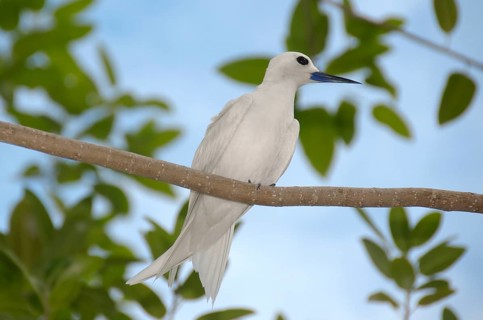 Fairy tern