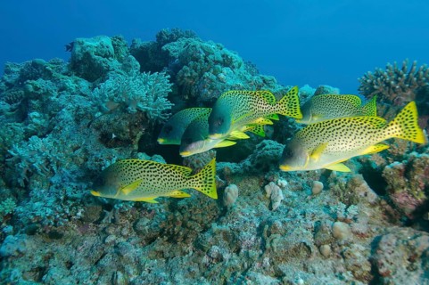 School of fish
