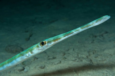 Portrait of Pacific trumpetfish
