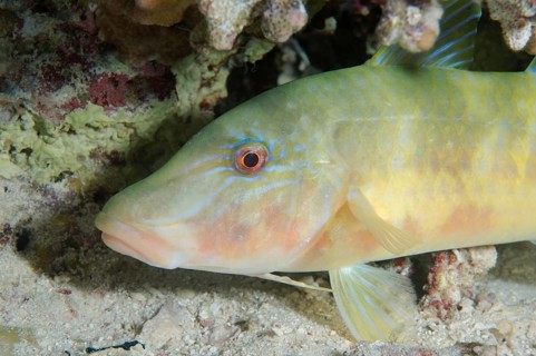 Portrait of Golden Goatfish