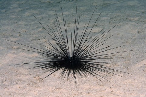 Black Longspine Urchin