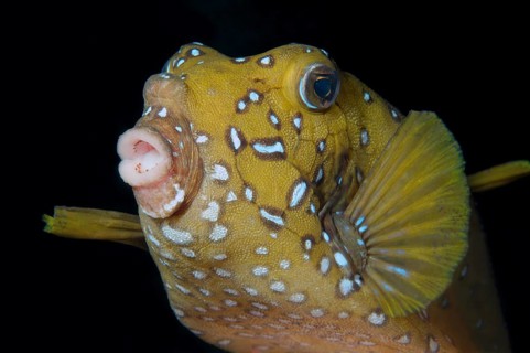 Black-spotted boxfish