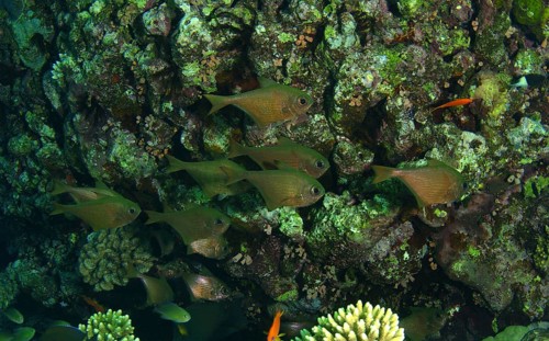 School of fish Pempherid