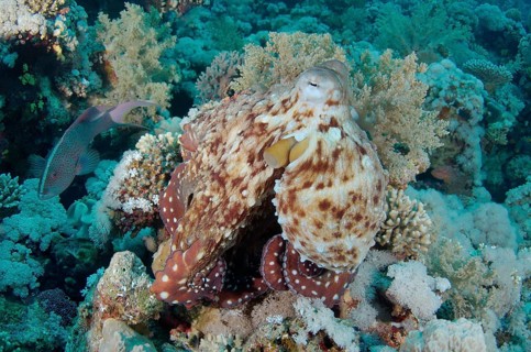 Reef Octopus