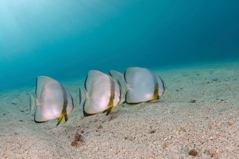 School of fish